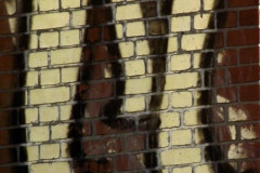 wand0685