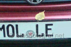 molle