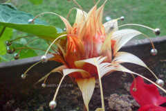 mak39